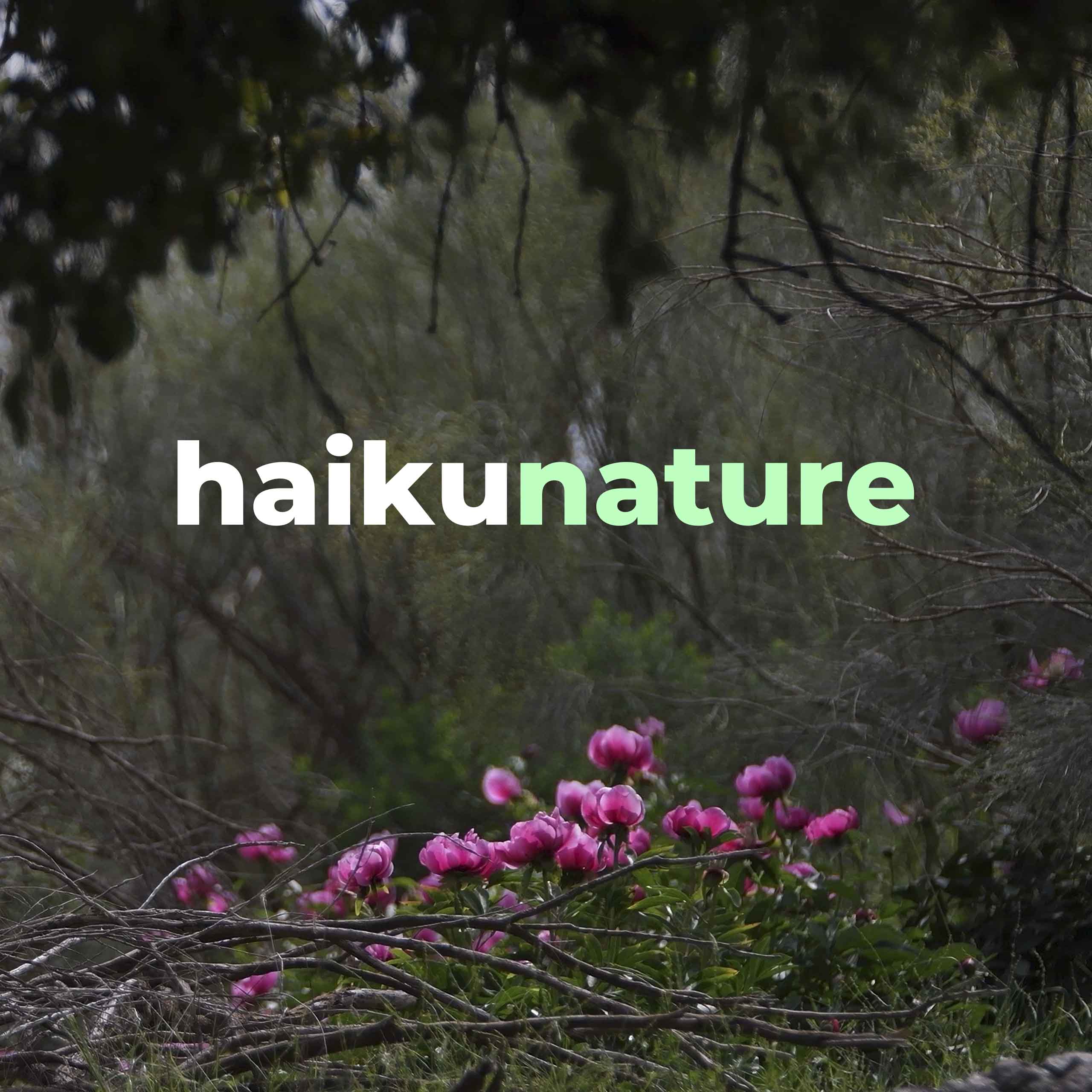 Ir a Haiku Nature