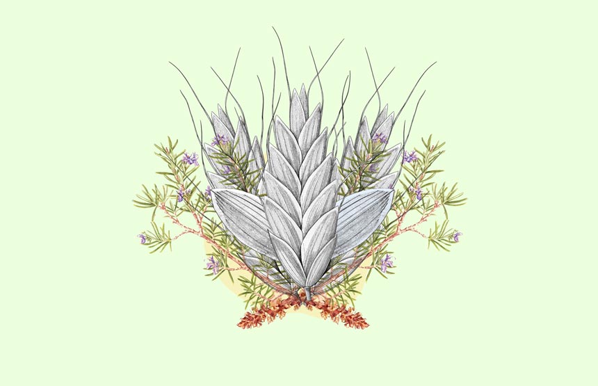 Actividad del ciclo talleres de ilustración científica en familia