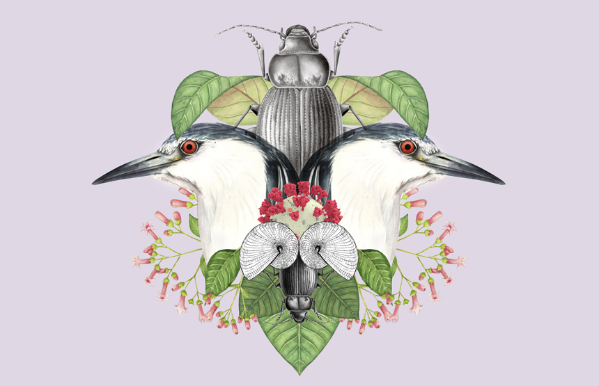 Tallers d’il·lustració científica