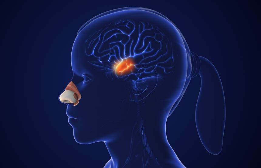Actividad del ciclo el cerebro a través de los sentidos