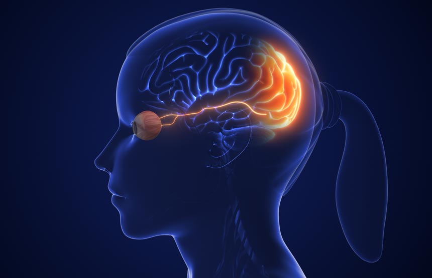 Actividad del ciclo el cerebro a través de los sentidos
