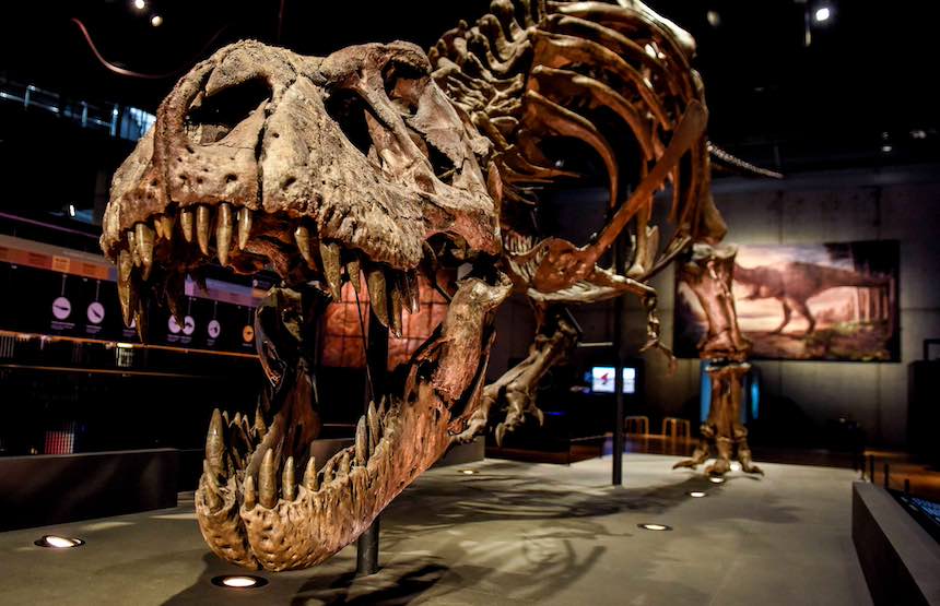 Actividad de la exposición dinosaurios de la patagonia
