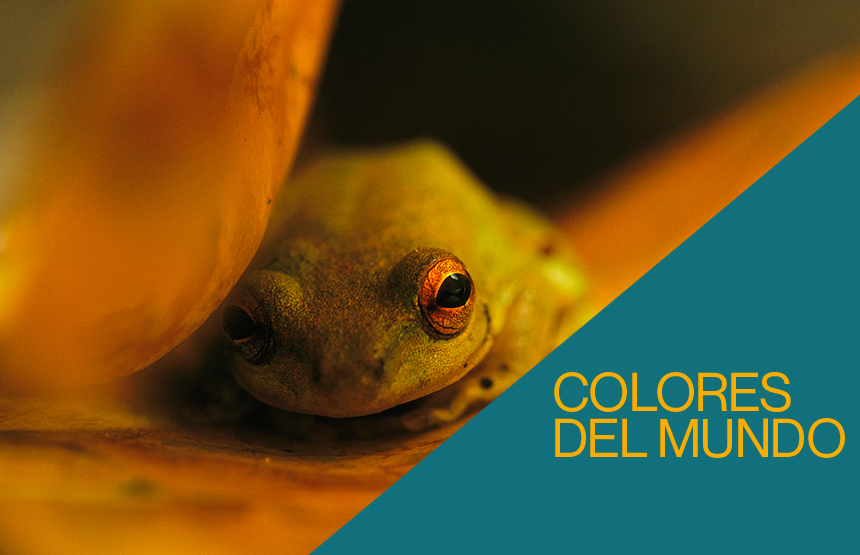 Actividad de la exposición colores del mundo