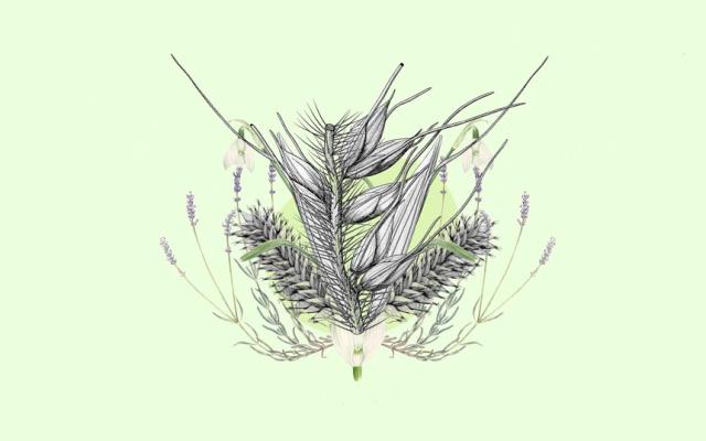 Taller de ilustración científica: La botánica