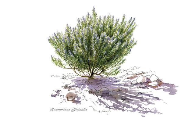 Activitat  de l'exposició la botánica en el arte. las plantas en las colecciones del museo del prado