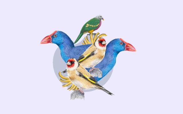 Actividad del ciclo talleres de ilustración científica en familia