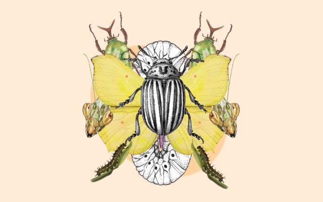 Los insectos