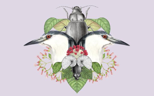 Talleres de ilustración científica