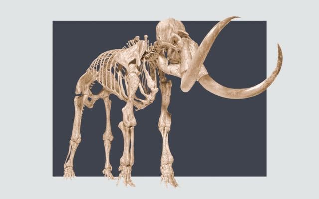 Mamut. El gigante de la Edad del Hielo